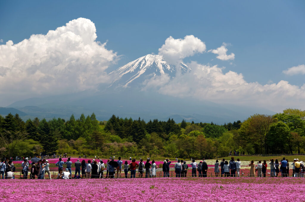 Tourists,Admire,And,Take,Photos,Of,Beautiful,Pink,Shibazakura,(moss