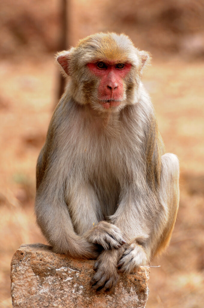 Monkey