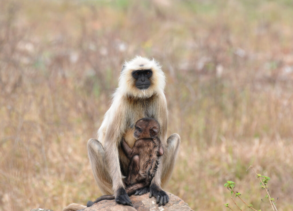 Monkey