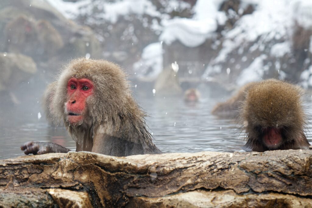 Japanese,Macaques,Bathing,In,A,Hot,Spring,Pool,(onsen),On