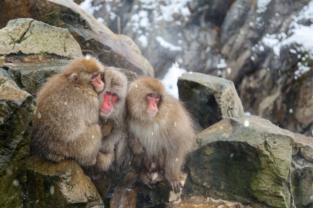 Japanese,Macaques,Squat,On,Rocks,,Huddling,Together,For,Warmth,On