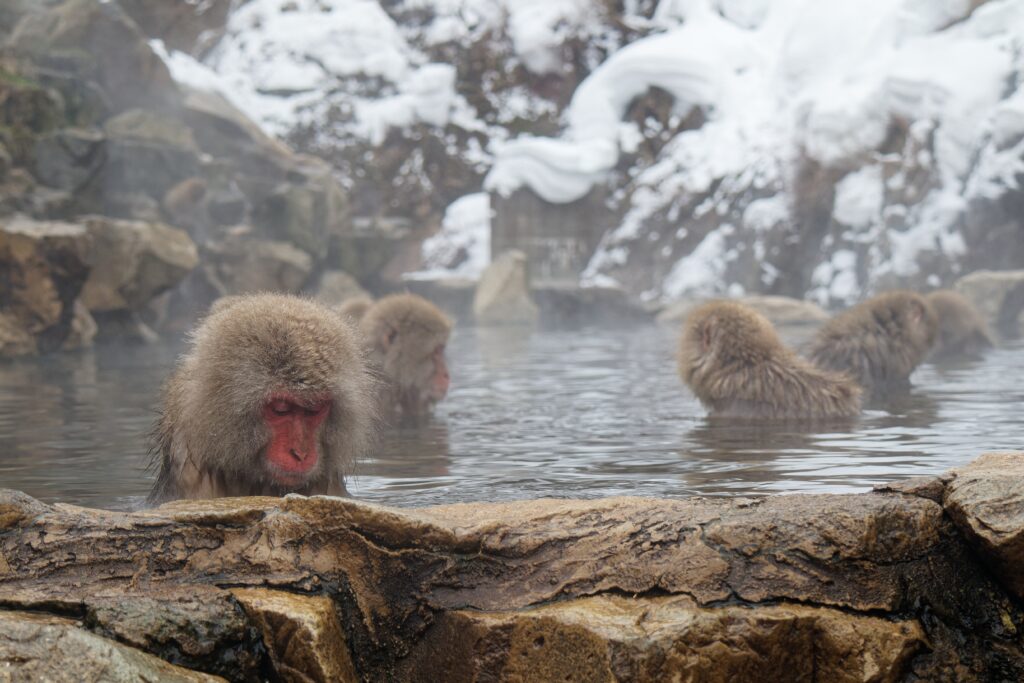 Japanese,Macaques,Bathing,In,A,Hot,Spring,Pool,(onsen),On
