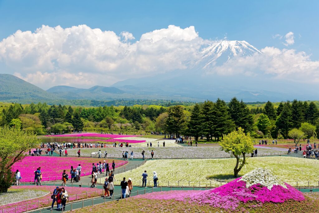 Tourists,&,Photographers,Enjoying,The,View,Of,Beautiful,Pink,Shibazakura